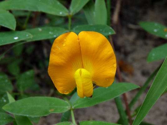 {Arachis glabrata}